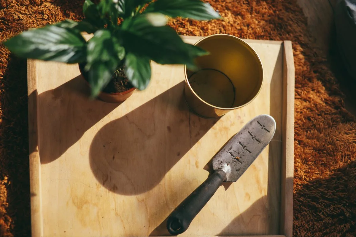 Aesthetic indoor gardening setup featuring a trowel and houseplant.